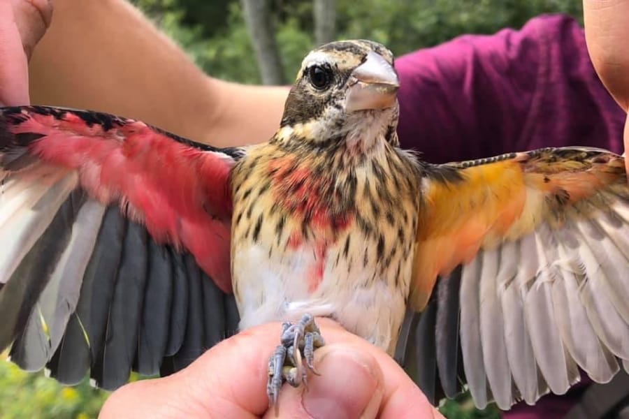 Учёные обнаружили двуполую птицу